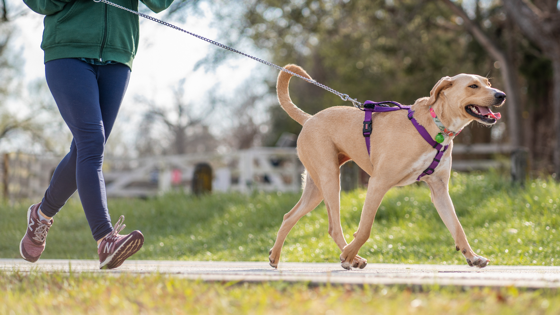 Comment courir avec son chien ? Nos conseils pour se lancer