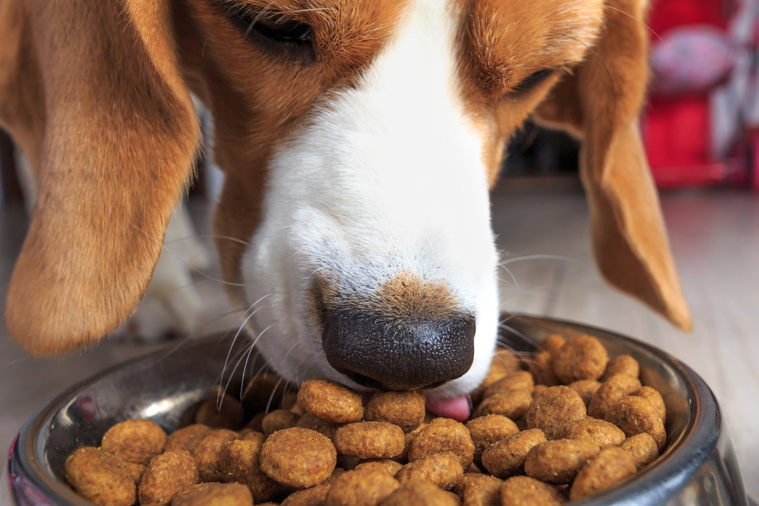 Comment donner un médicament à votre chien ?