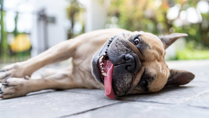 Soleil et chaleur : comment protéger son chien ?