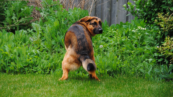 La constipation chez le chien
