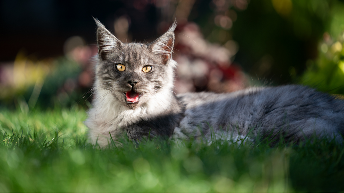 Comment prévenir le coup de chaleur chez le chat ?