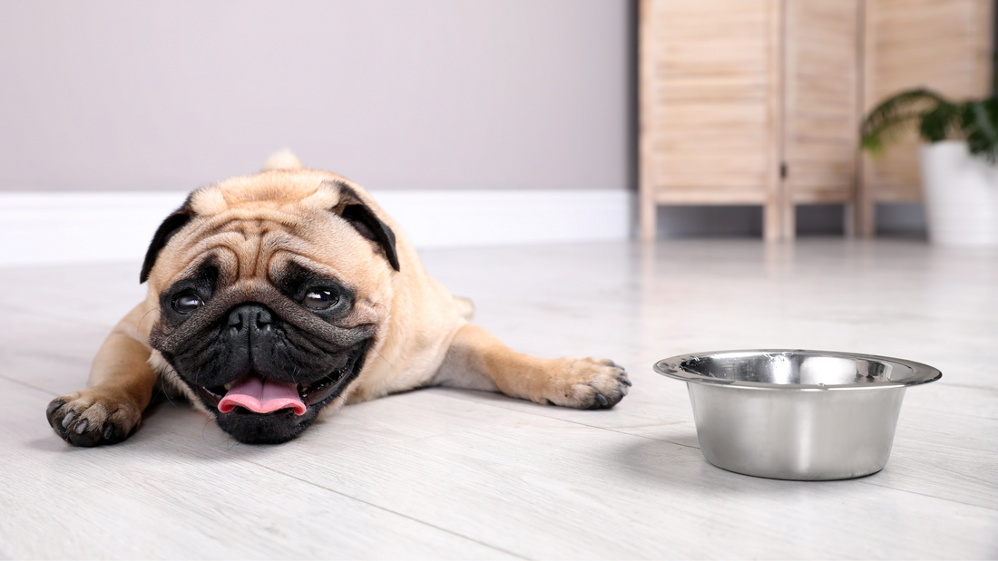 Comment prévenir le coup de chaleur chez le chien ?