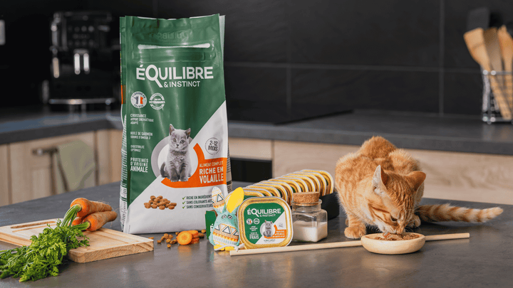 Croquette ou pâtée pour chat : comment choisir ?