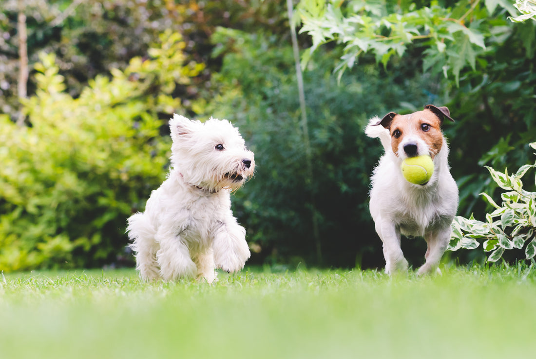 L'âge : Petit chien deviendra grand