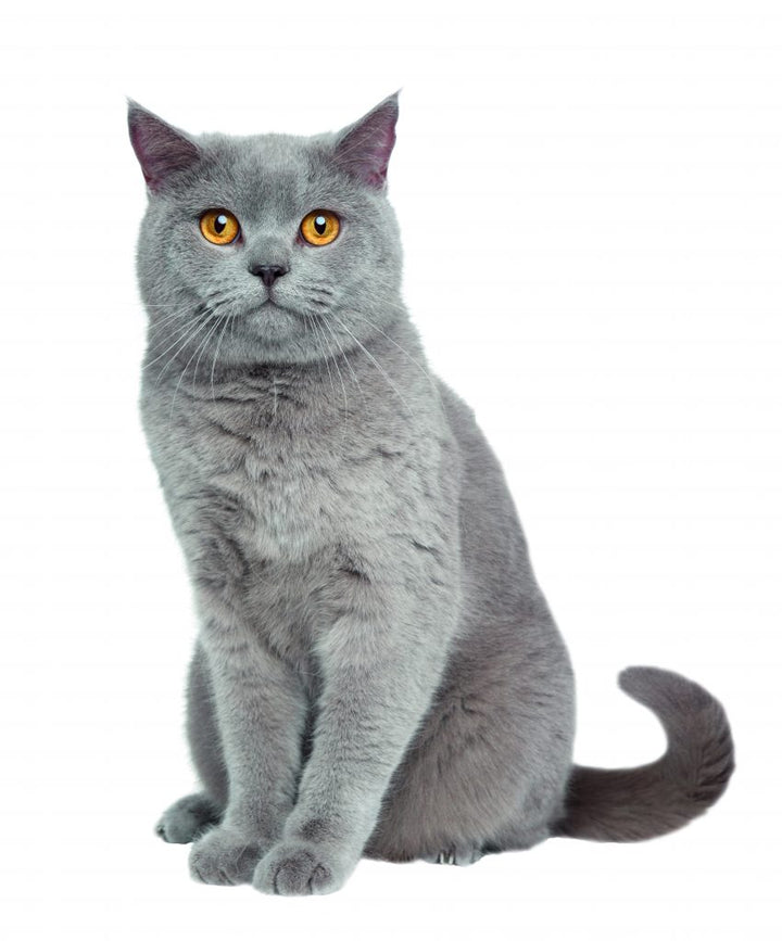Le chartreux ou le chat des Chartreux