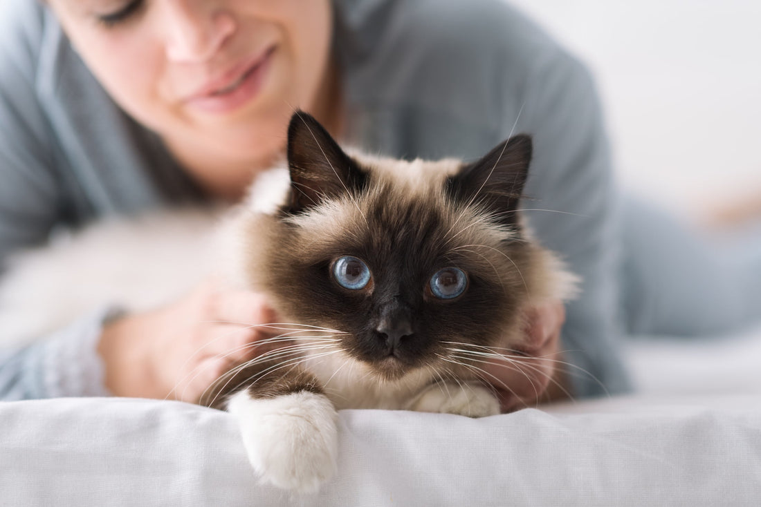 Le Sacré de Birmanie ou Birman
