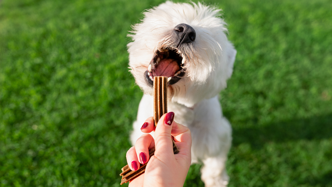 Hygiène dentaire du chien : Comment prendre soin de sa dentition ?