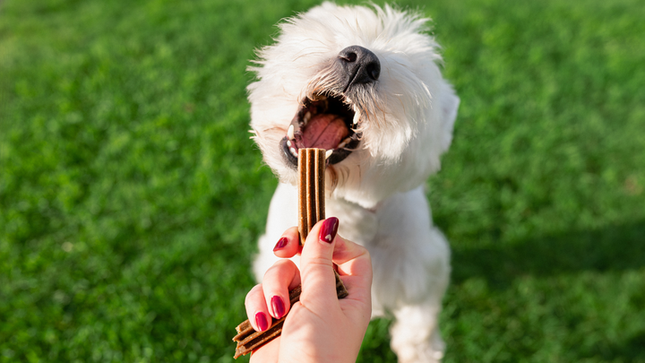 Hygiène dentaire du chien : Comment prendre soin de sa dentition ?