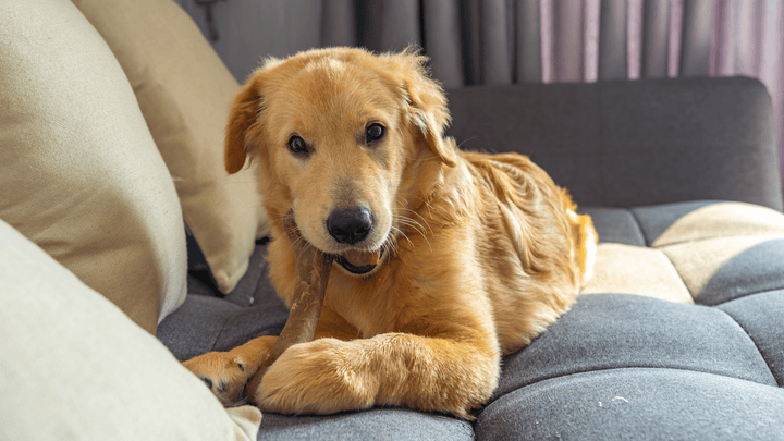 Hygiène dentaire du chien : Comment prendre soin de sa dentition ?