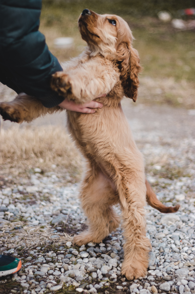 Les animaux de compagnie : un atout pour notre santé !