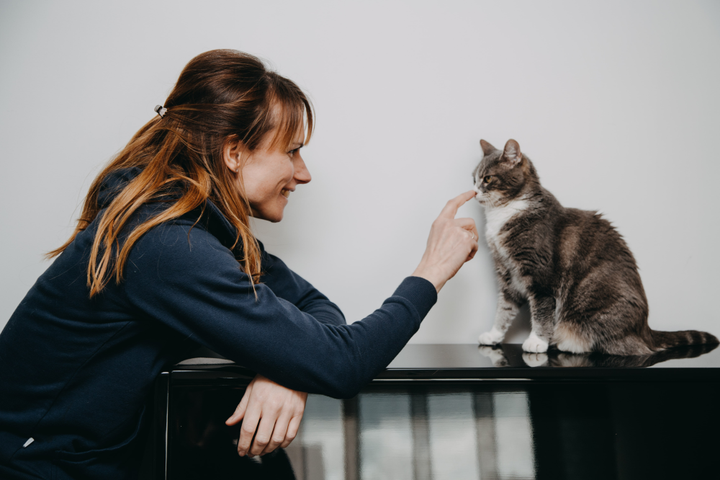 Les règles de l'alimentation du chat