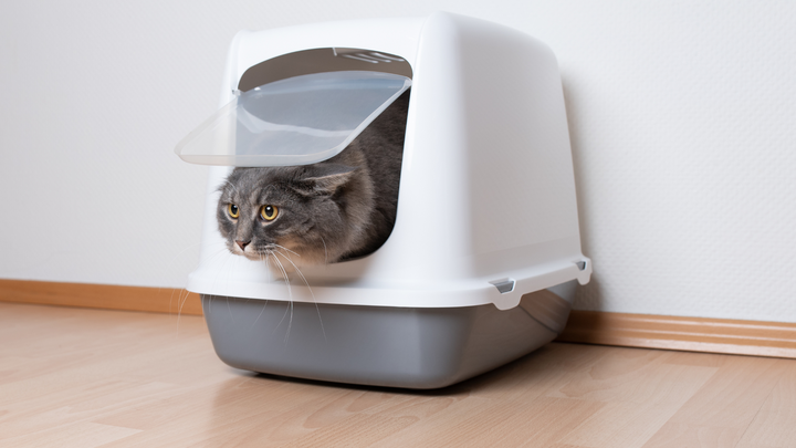 Les infections urinaires chez le chat