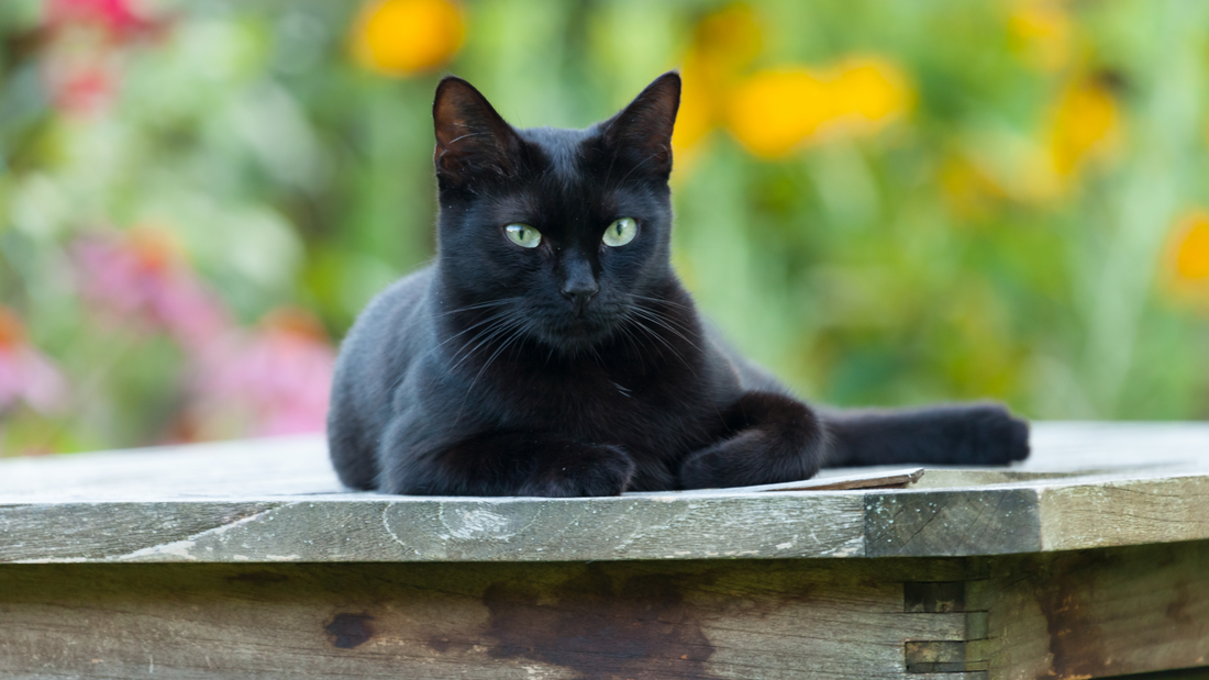 Le chat noir : porte-bonheur ou malheur ?