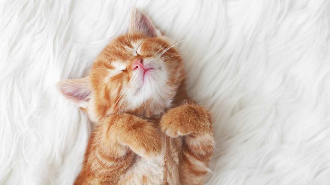 Le développement du chaton