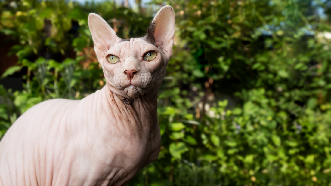 Le sphynx, le chat sans poil