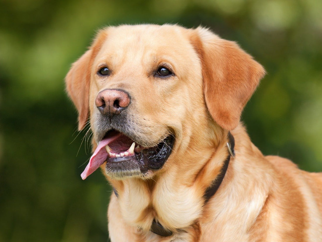 Les aliments dangereux pour les chiens