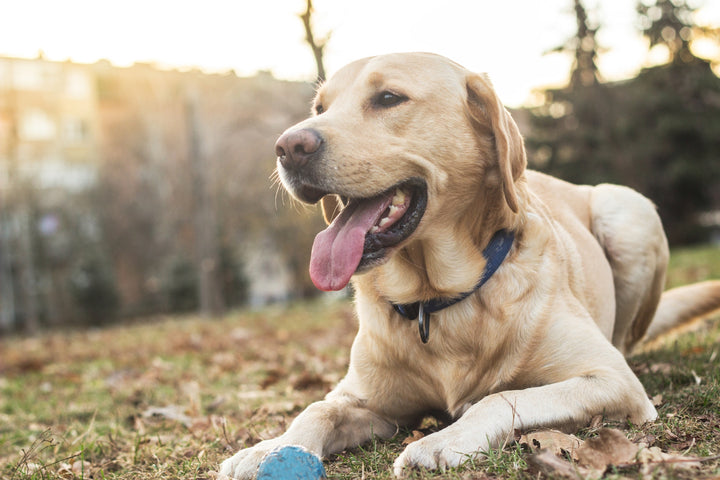 Les devoirs du propriétaire d’un chien : quels sont-ils ?