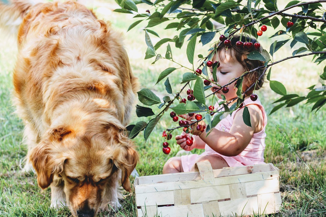 Les fruits et légumes qu’on peut servir à un chien