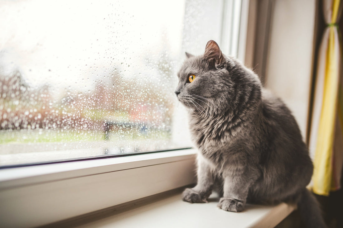 Chat en surpoids : comment le savoir ?