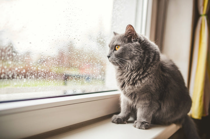 Chat en surpoids : comment le savoir ?