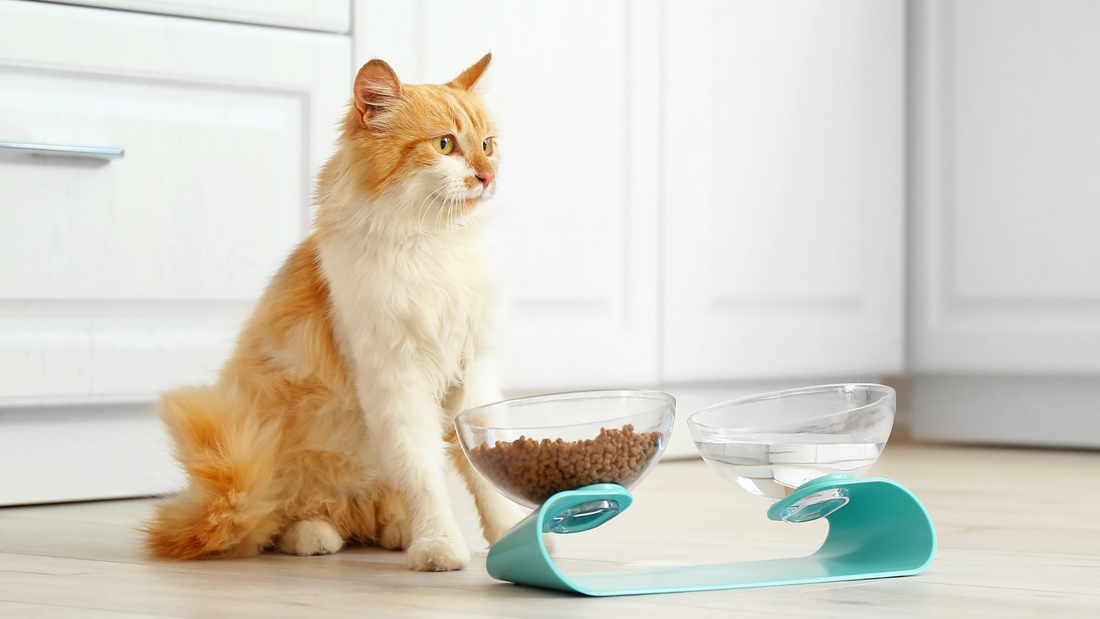 Pourquoi mon animal refuse sa nouvelle alimentation ?