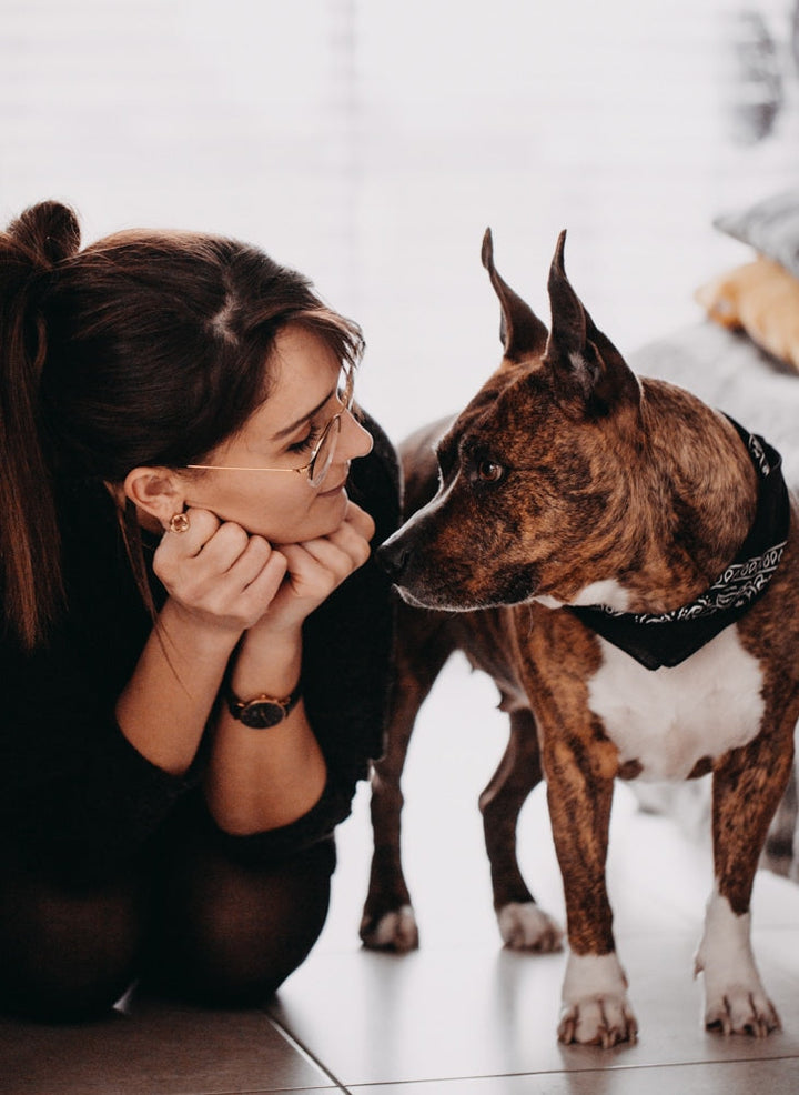 Fabriquer un distributeur de croquettes pour chien
