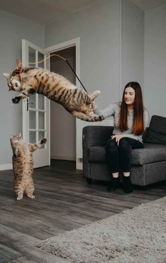 Encouragez le chat à être actif