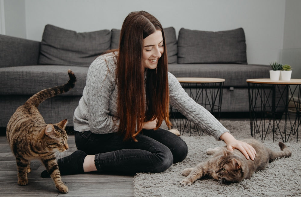 L' ennui chez le chat