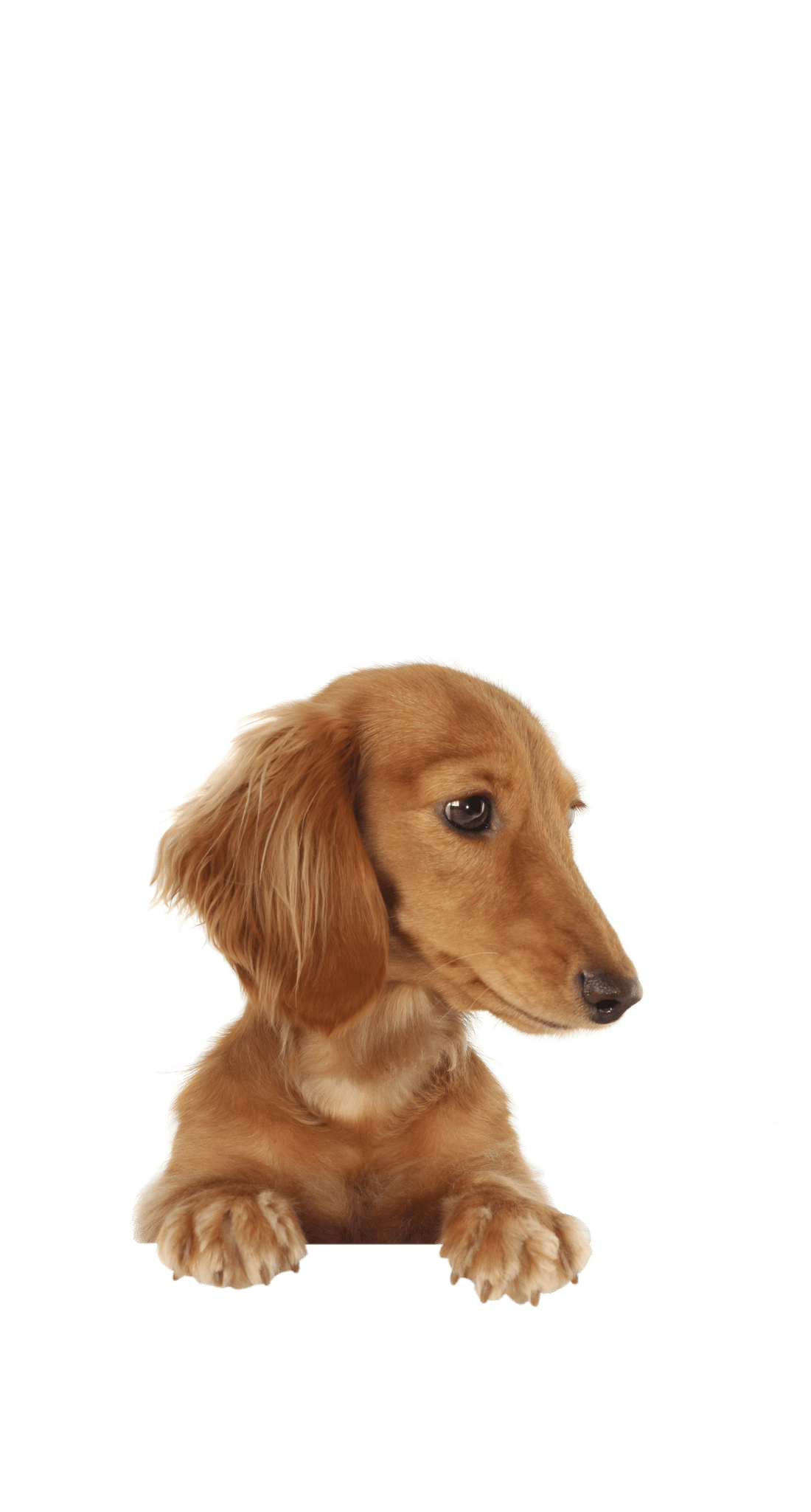 Combien coûte la pâtée pour chien ?