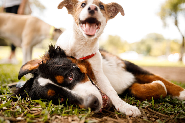 Nom de chien : comment le trouver ?