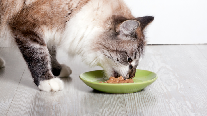 4 conseils pour nourrir son chat l'été