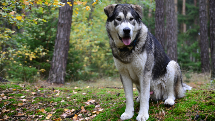 L'obésité chez le chien