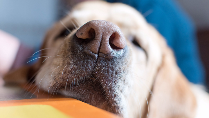 L'odorat chez le chien