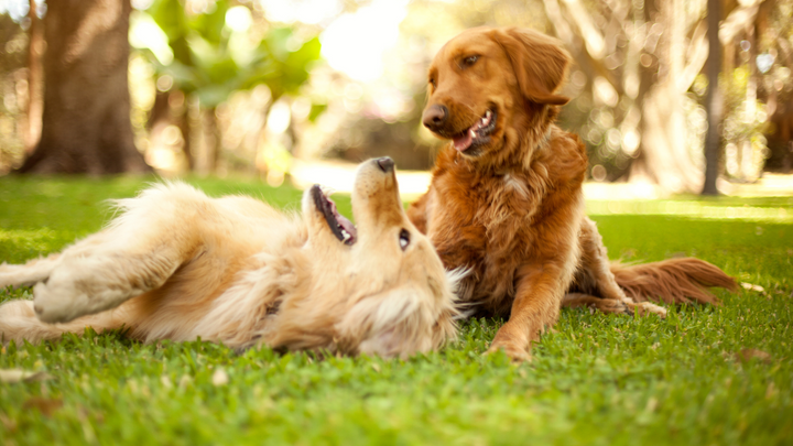 La parvovirose canine : causes et remèdes