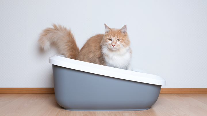Pâtée pour chat problème urinaire : notre gamme vétérinaire pour le bien-être de votre félin