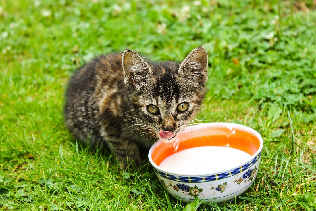 Peut-on donner du lait à son chat ?