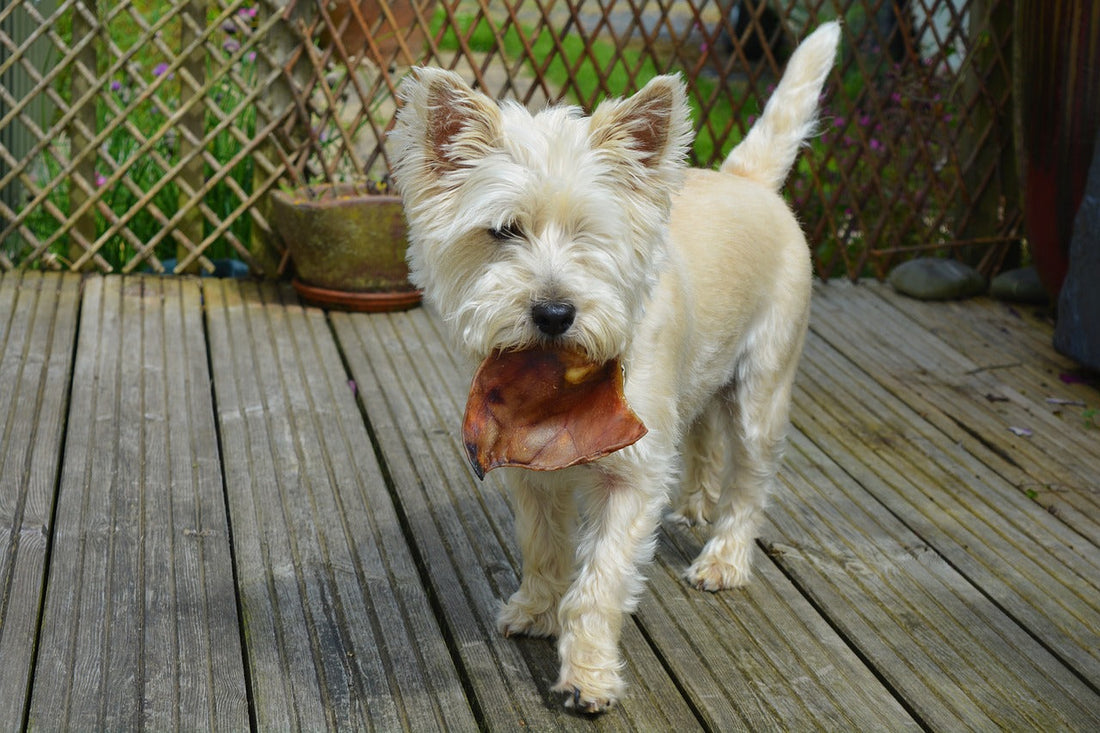 Peut-on donner les restes de repas à son chien ?