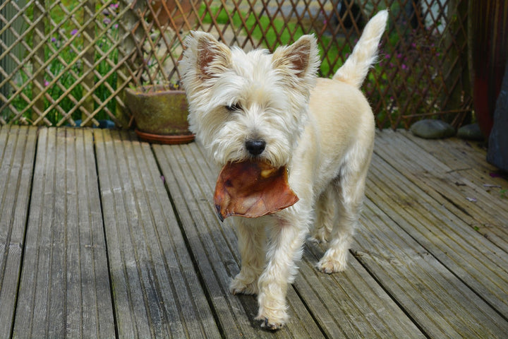 Peut-on donner les restes de repas à son chien ?