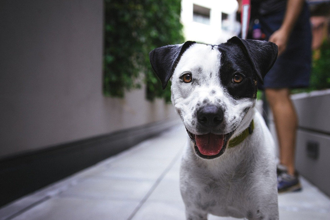 Peut-on mélanger pâtée et croquettes pour chien ?