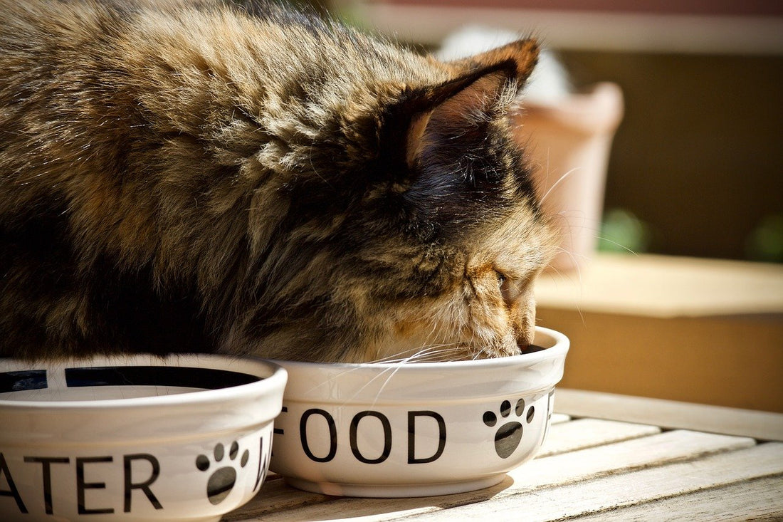 Pourquoi les chats grattent-ils autour de leur gamelle ?