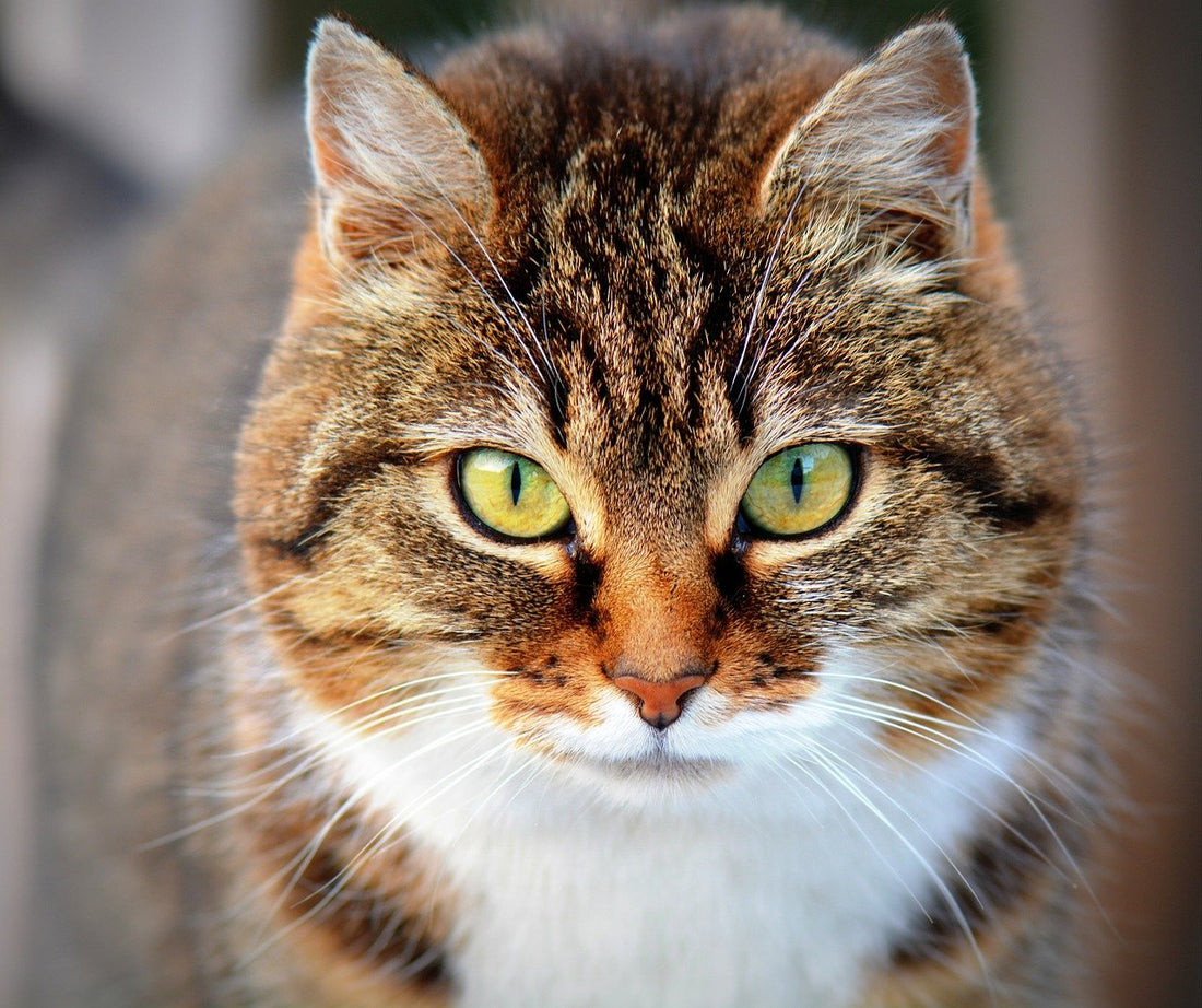Pourquoi mon chat a-t-il toujours faim ?