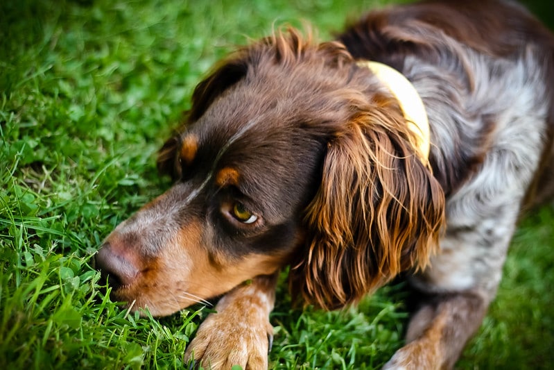 Pourquoi mon chien vomit ?