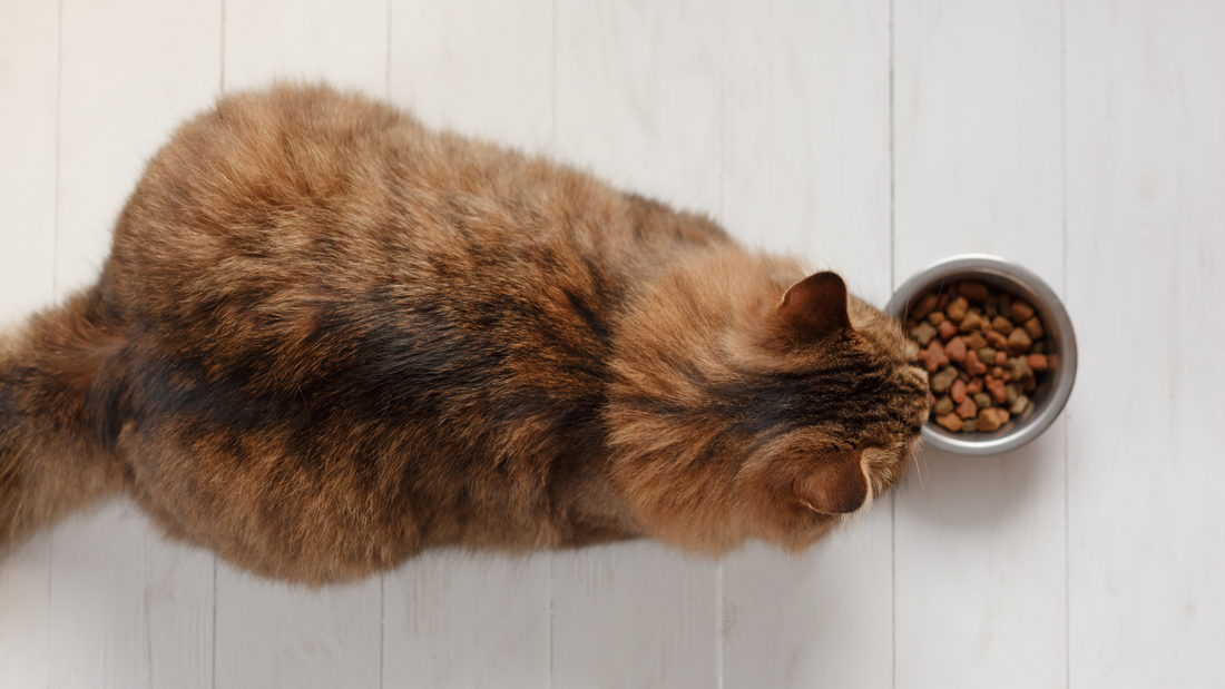 Mon chat ne mange plus ses croquettes : causes et solutions