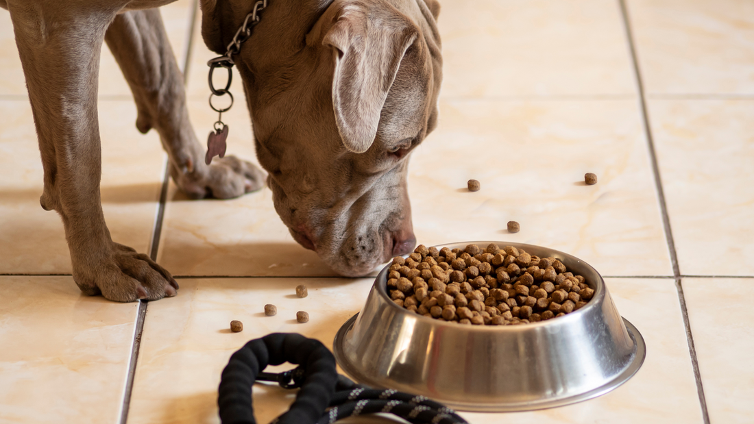 Mon chien boude ses croquettes : que faire ?