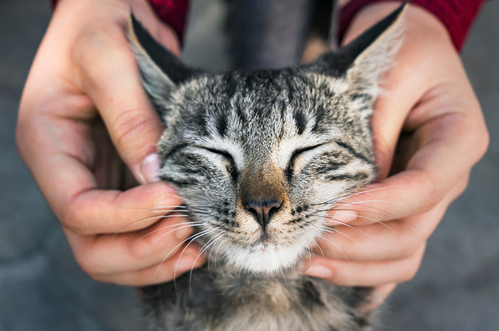 Pourquoi prévoir une visite annuelle chez le vétérinaire pour votre chat ?