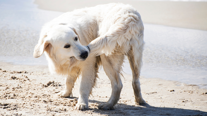 Pourquoi un chien se mord la queue ?