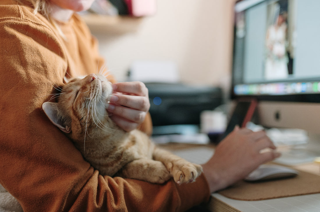 Pourquoi votre chat s'installe-t-il sur votre clavier d’ordinateur quand vous télétravaillez ?