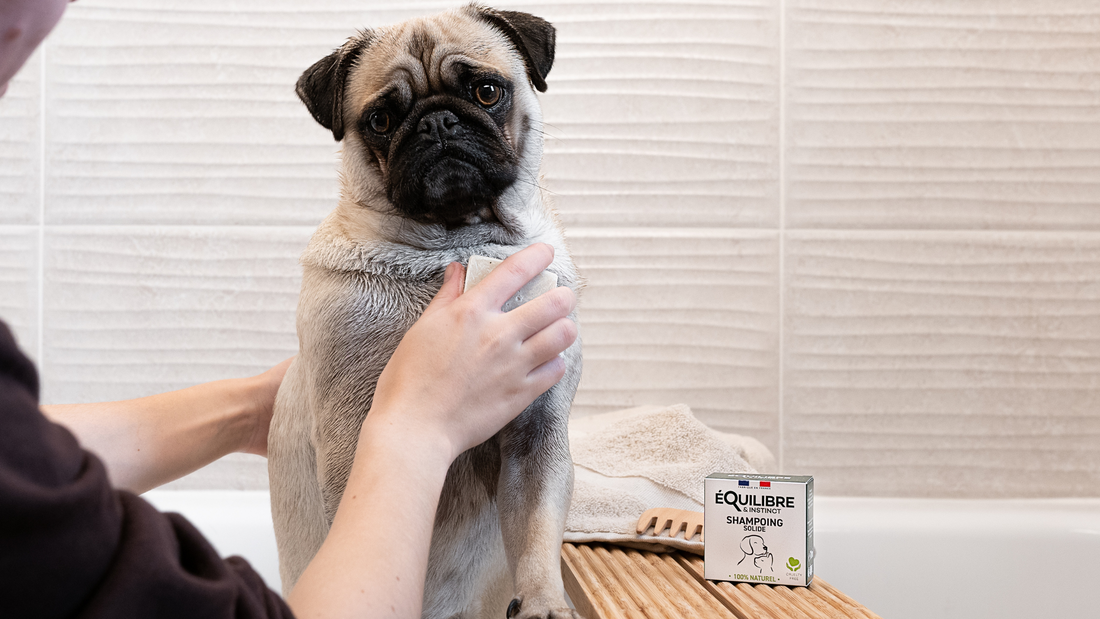 Prendre soin de son chien au quotidien