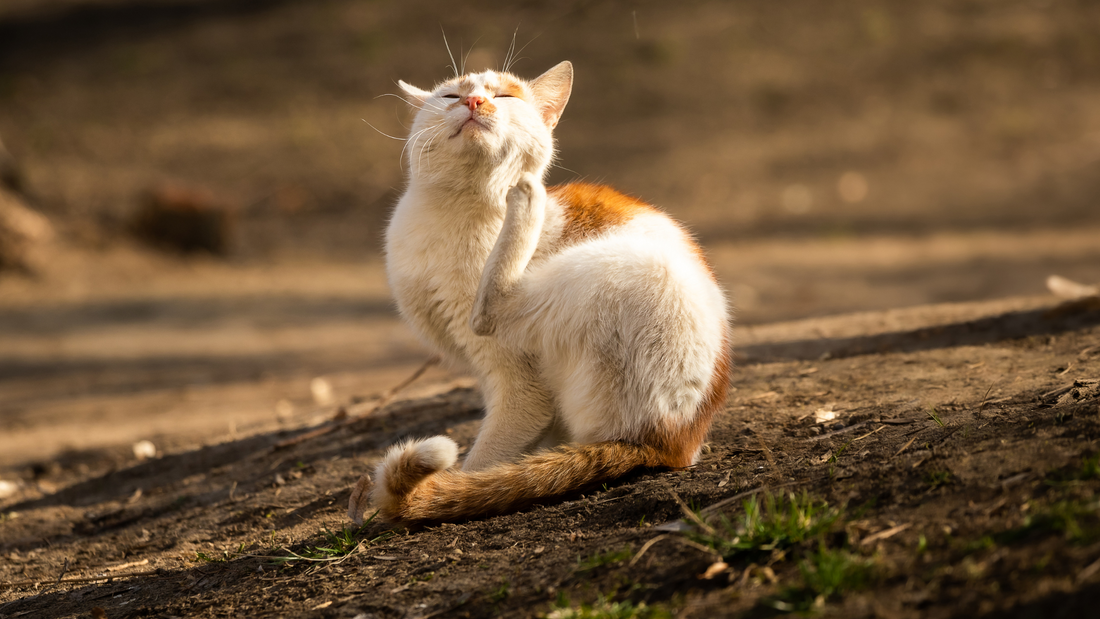 Les puces du chat : les détecter et les détruire
