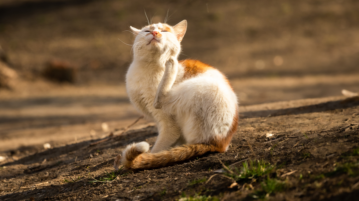 Les puces du chat : les détecter et les détruire